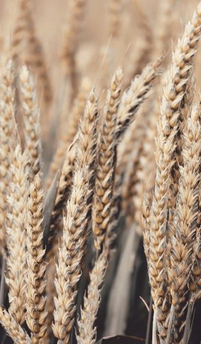 wheat, spike, cereals-4278543 wheat, spike, cereals